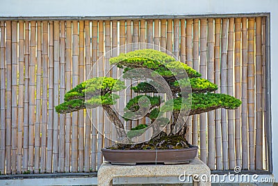 Chinese bonsai in a garden Stock Photo