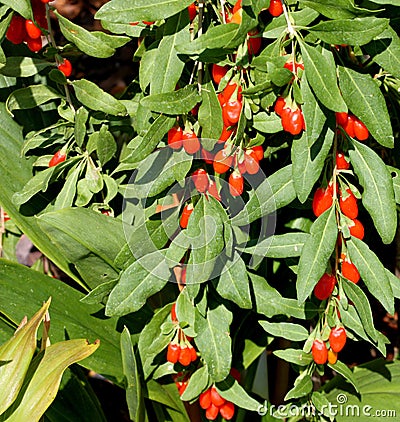 Chinese boxthorn, Goji berry, Lycium barbarum Stock Photo