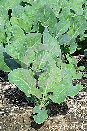 Chinese broccoli, Chinese kale or Kai-lan Stock Photo