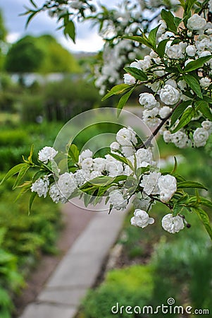 Chinese bush cherry Alba Plena in the garden Stock Photo