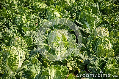 Chinese cabbage on an agriculture field,vegetable rows. Stock Photo