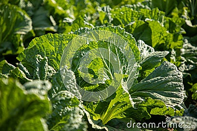 Chinese cabbage on an agriculture field,vegetable rows. Stock Photo