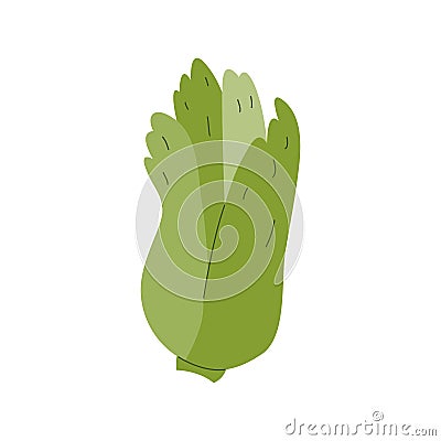 Chinese cabbage leaves icon vector illustration Vector Illustration