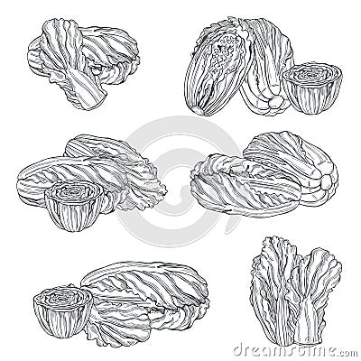 Chinese cabbage. Vector illustration Vector Illustration