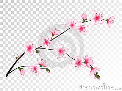 Chinese cherry branch with flowers illustration. Vector Illustration