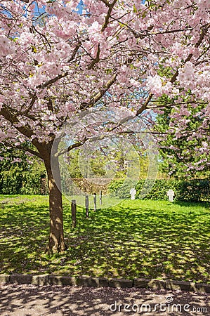 Chinese cherry tree Stock Photo