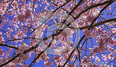 Chinese cherry tree Stock Photo