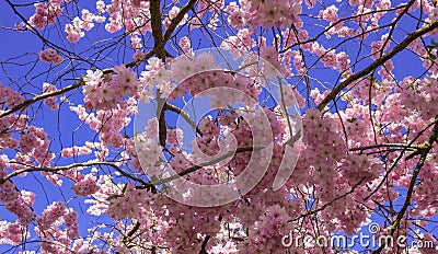 Chinese cherry tree Stock Photo