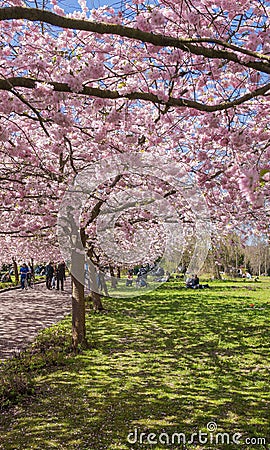 Chinese cherry tree Stock Photo