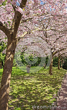 Chinese cherry tree Stock Photo