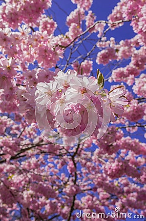 Chinese cherry tree Stock Photo