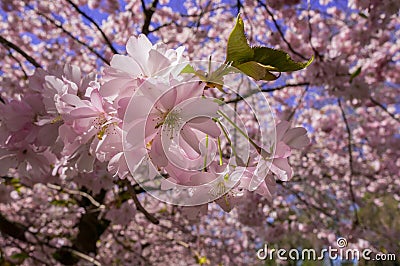 Chinese cherry tree Stock Photo