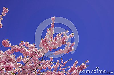 Chinese cherry tree Stock Photo