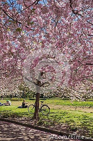 Chinese cherry tree Stock Photo