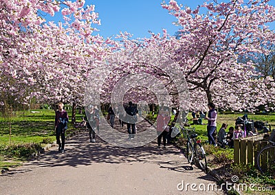 Chinese cherry tree Editorial Stock Photo