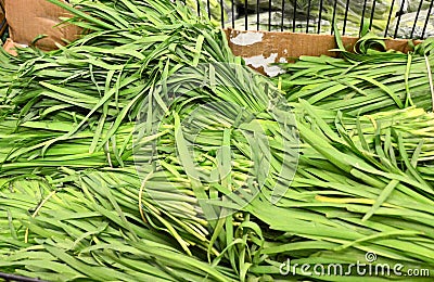 Chinese Chives Stock Photo