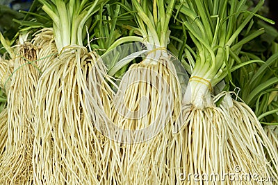 Chinese chives, root Stock Photo