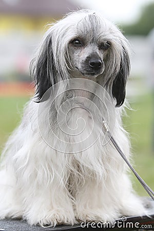 Chinese crested dog Stock Photo