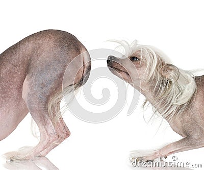 Chinese Crested Dog - Hairless Stock Photo