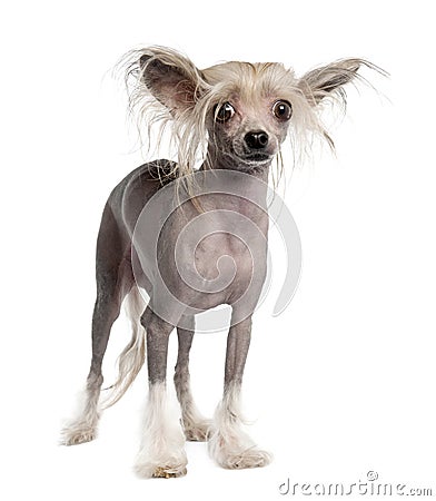 Chinese Crested Dog - Hairless Stock Photo