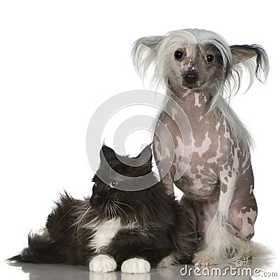 Chinese Crested Dog - Hairless and maine coon Stock Photo