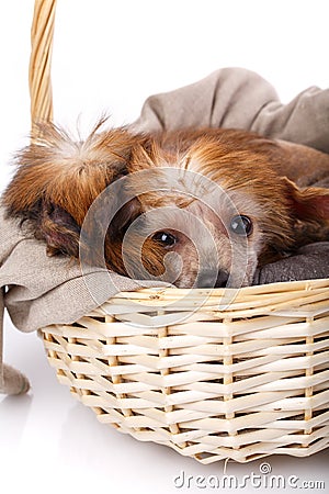 Chinese Crested dog lies on a cloth in a wicker basket on a white background. Stock Photo