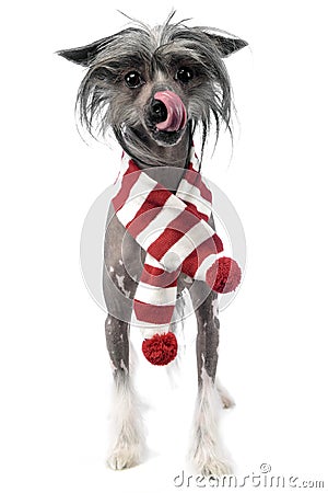 Chinese Crested Dog with scraf in a white studio Stock Photo