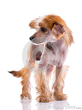 Chinese Crested dog standing looking aside on a white background. Stock Photo