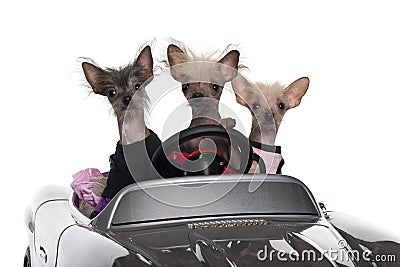 Chinese Crested dogs driving convertible Stock Photo