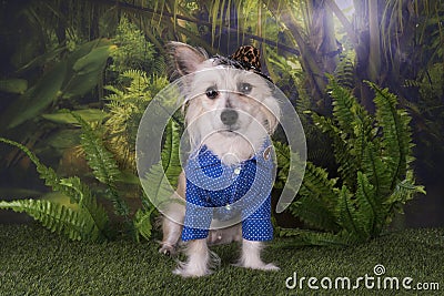 Chinese Crested travels in the summer rainforest Stock Photo