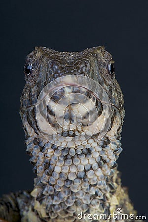 Chinese crocodile lizard / Shinisaurus crocodilurus Stock Photo