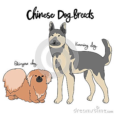 Chinese dog breed cartoon chart illustration Vector Illustration