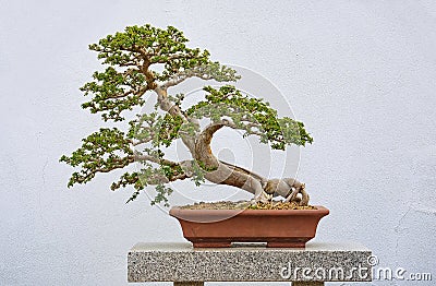 Chinese Elm Bonzai Stock Photo