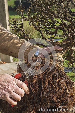 Repotting bonsai, chinese elm ulmus parviflora Stock Photo