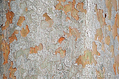 Chinese Elm Ulmus parvifolia trunk bark. Stock Photo