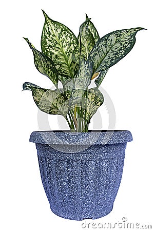 Chinese Evergreen Aglaonema sp. `Anyamanikhaw`, ARACEAE, iTree in a pot Isolate on White Background Stock Photo
