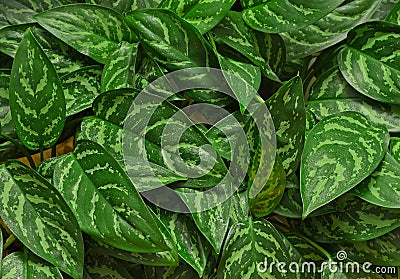 Chinese Evergreen Houseplant Stock Photo