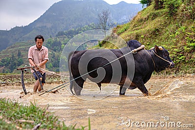 Chinese farmer cultivates rice field, his bull pulling a plow. Editorial Stock Photo