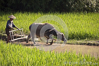 Chinese farmer and his buffalo working in a rice field Editorial Stock Photo