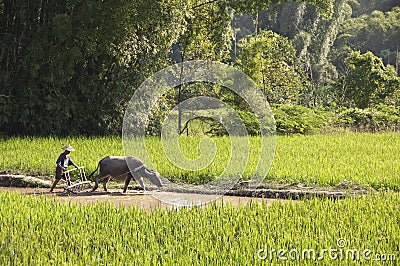 Chinese farmer and his buffalo working in a rice field Editorial Stock Photo