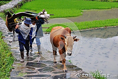 Chinese farmer with oxen Editorial Stock Photo