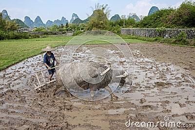 Chinese farmer ploughing with asian buffalo Editorial Stock Photo