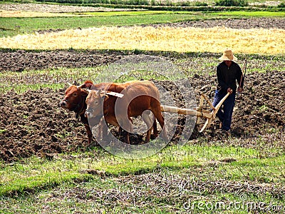 Chinese farmer plowing a field with a wooden plow and harness of buffaloes Editorial Stock Photo