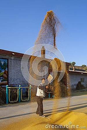 Chinese farmer raising wheats, bumper harvest, Shanxi, China Editorial Stock Photo