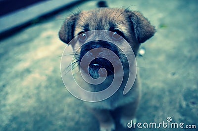 A lovely little dog in the farmyard Stock Photo