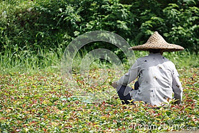 Chinese farmer in field Editorial Stock Photo