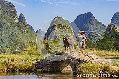 Chinese farmer walking with water buffalo on bridge Editorial Stock Photo