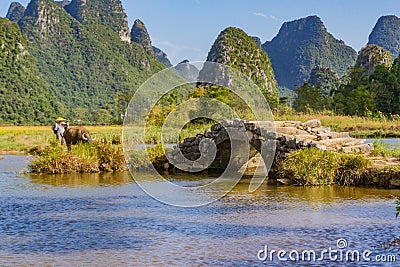 Chinese farmer walking with water buffalo in valley Editorial Stock Photo