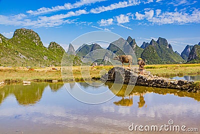 Chinese farmer with water buffalo, China. Editorial Stock Photo