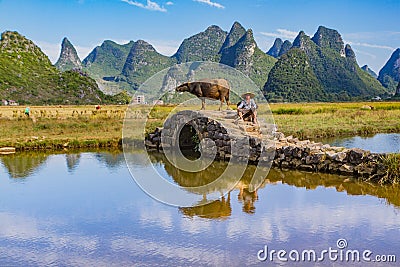 Chinese farmer with water buffalo, China. Editorial Stock Photo